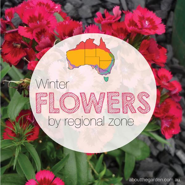 Winter Flowers by regional zone - Sungrown Nursery gardening toowoomba