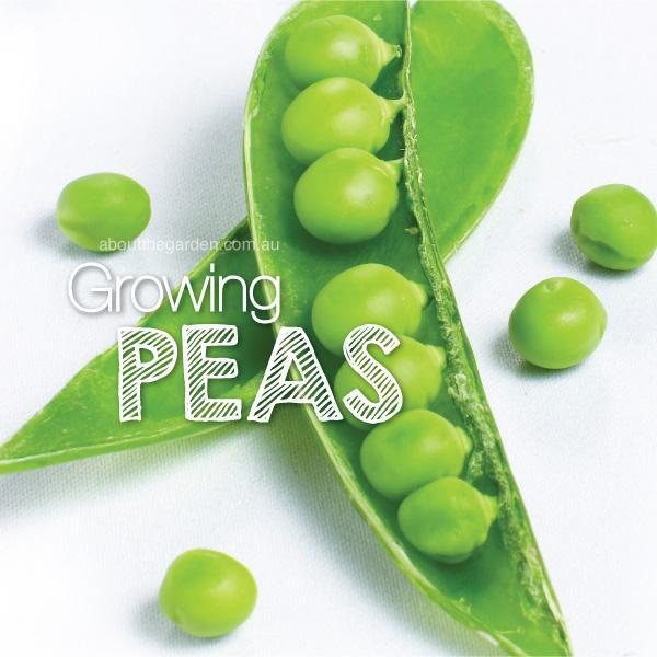  Growing Healthy Peas - Sungrown Nursery gardening toowoomba