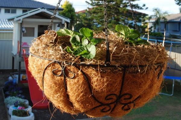 Hanging Basket - Fruits Garden Toowoomba