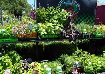 Buy Seedling and Herbs for Your Vegetable Garden Toowoomba 02