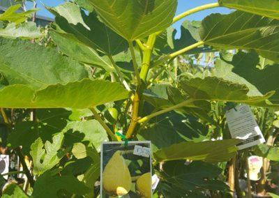 Fruit Trees - Sungrown Nursery Plants vegetable garden toowoomba