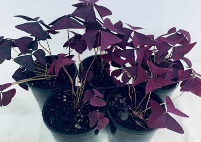 Herb, Plant, & Vegetable Garden Toowoomba Gallery 01