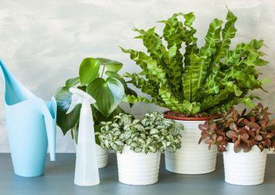 Sungrown Nursery Indoor and Succulent plants 03