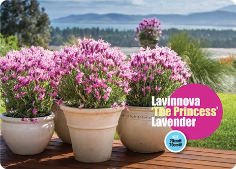 Lavinova The Princess Lavander